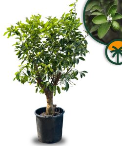 Citron vert, 20 ans, agrumes latifolia, fruit, 180 cm, produit A+