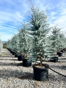 Eucalyptus - Plante Gunnii « Azura » - 200 cm - Résistant à l'hiver