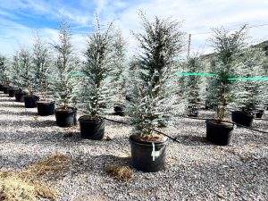 Eucalyptus - Plante Gunnii « Azura » - 200 cm - Résistant à l'hiver