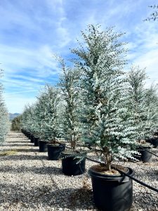 Eucalyptus - Plante Gunnii « Azura » - 200 cm - Résistant à l'hiver