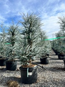 Eucalyptus - Plante Gunnii « Azura » - 200 cm - Résistant à l'hiver