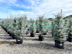 Eucalyptus - Plante Gunnii « Azura » - 200 cm - Résistant à l'hiver