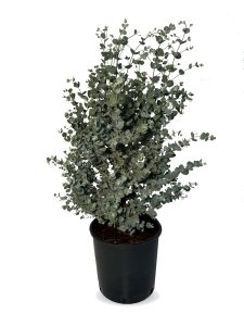 Eucalyptus - Plante Gunnii « Azura » - 90 cm - Résistant à l'hiver