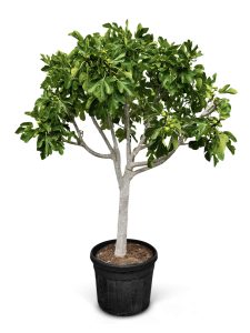 Figuier - 30 ans - Ficus Carcia - Arbres fruitiers - Brown Turkey - Figuier rustique - Jardin - 220 cm pot compris
