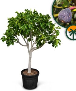 Figuier - 30 ans - Ficus Carcia - Arbres fruitiers - Brown Turkey - Figuier rustique - Jardin - 220 cm pot compris