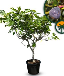 Figuier - 25 ans - Ficus Carcia - Arbres fruitiers - Brown Turkey - Figuier rustique - Jardin - 210 cm pot compris