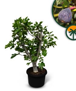 Figuier - 40 ans - Arbres fruitiers - Calabacita Blanca (Ficus carica) - Figuier résistant au froid - Jardin - 180 cm avec pot