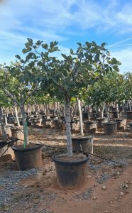 Figuier - 25 ans - Ficus Carcia - Arbres fruitiers - Brown Turkey - Figuier rustique - Jardin - 210 cm pot compris