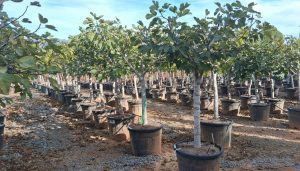 Figuier - 25 ans - Ficus Carcia - Arbres fruitiers - Brown Turkey - Figuier rustique - Jardin - 210 cm pot compris