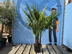 Palmier - Washingtonia Robusta - Multi-tronc - 140-160 centimètres avec pot - Palmier éventail mexicain