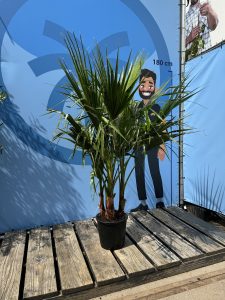 Palmier - Washingtonia Robusta - Multi-tronc - 140-160 centimètres avec pot - Palmier éventail mexicain