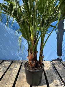 Palmier - Washingtonia Robusta - Multi-tronc - 140-160 centimètres avec pot - Palmier éventail mexicain
