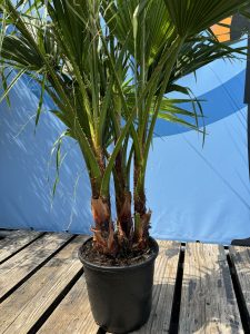 Palmier - Washingtonia Robusta - Multi-tronc - 140-160 centimètres avec pot - Palmier éventail mexicain