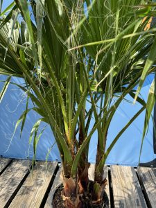 Palmier - Washingtonia Robusta - Multi-tronc - 140-160 centimètres avec pot - Palmier éventail mexicain