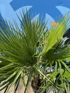 Palmier - Washingtonia Robusta - Multi-tronc - 140-160 centimètres avec pot - Palmier éventail mexicain