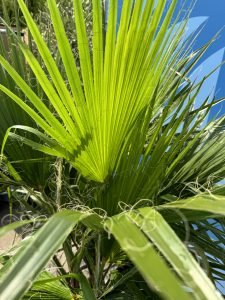 Palmier - Washingtonia Robusta - Multi-tronc - 140-160 centimètres avec pot - Palmier éventail mexicain