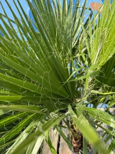 Palmier - Washingtonia Robusta - Multi-tronc - 140-160 centimètres avec pot - Palmier éventail mexicain