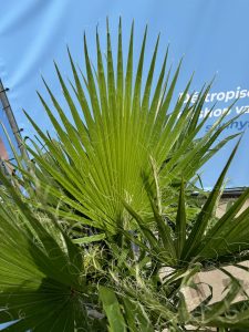 Palmier - Washingtonia Robusta - Multi-tronc - 140-160 centimètres avec pot - Palmier éventail mexicain