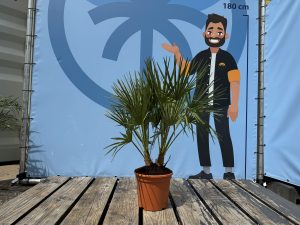 Chamaerops Humilis Palmier nain européen, à feuilles persistantes rustique, 60 cm de haut, avec pot