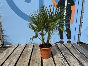 Chamaerops Humilis Palmier nain européen, à feuilles persistantes rustique, 60 cm de haut, avec pot