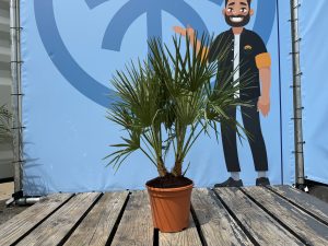 Chamaerops Humilis Palmier nain européen, à feuilles persistantes rustique, 60 cm de haut, avec pot