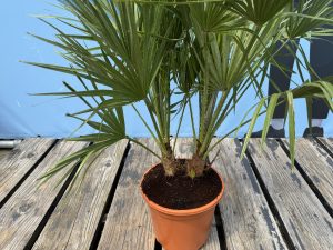 Chamaerops Humilis Palmier nain européen, à feuilles persistantes rustique, 60 cm de haut, avec pot