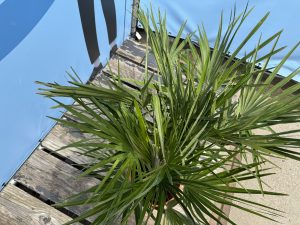 Chamaerops Humilis Palmier nain européen, à feuilles persistantes rustique, 60 cm de haut, avec pot