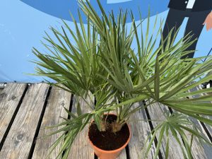 Chamaerops Humilis Palmier nain européen, à feuilles persistantes rustique, 60 cm de haut, avec pot