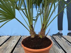Chamaerops Humilis Palmier nain européen, à feuilles persistantes rustique, 60 cm de haut, avec pot