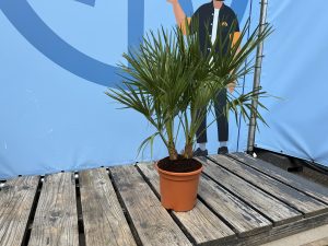 Chamaerops Humilis Palmier nain européen, à feuilles persistantes rustique, 60 cm de haut, avec pot