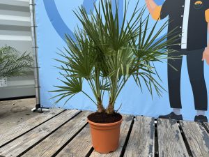 Chamaerops Humilis Palmier nain européen, à feuilles persistantes rustique, 60 cm de haut, avec pot