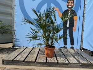 Chamaerops Humilis - Palmier européen nain - Palmier à feuilles persistantes résistant au froid - hauteur 100-120 cm pot inclus