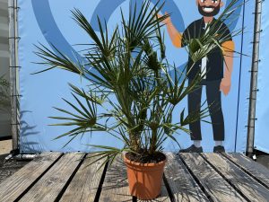 Chamaerops Humilis - Palmier européen nain - Palmier à feuilles persistantes résistant au froid - hauteur 100-120 cm pot inclus