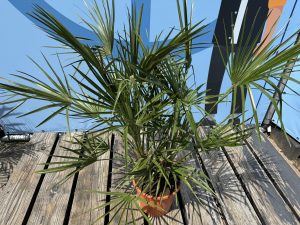 Chamaerops Humilis - Palmier européen nain - Palmier à feuilles persistantes résistant au froid - hauteur 100-120 cm pot inclus