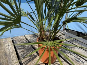 Chamaerops Humilis - Palmier européen nain - Palmier à feuilles persistantes résistant au froid - hauteur 100-120 cm pot inclus
