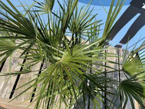 Chamaerops Humilis - Palmier européen nain - Palmier à feuilles persistantes résistant au froid - hauteur 100-120 cm pot inclus