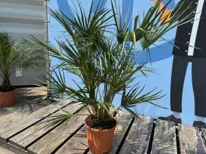 Chamaerops Humilis - Palmier européen nain - Palmier à feuilles persistantes résistant au froid - hauteur 100-120 cm pot inclus
