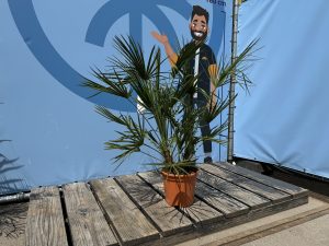 Chamaerops Humilis - Palmier européen nain - Palmier à feuilles persistantes résistant au froid - hauteur 100-120 cm pot inclus