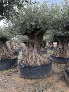 Olivier Olea Europaea Bonsaï résistant au froid - 250 cm - Olivier vieux de 250 ans - fruit