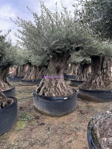 Olivier Olea Europaea Bonsaï résistant au froid - 250 cm - Olivier vieux de 250 ans - fruit