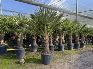 Palmier - Trachycarpus Fortunei - Palmier en éventail de Chine - Palmier à chanvre - 120-140 cm Pot compris - Hauteur du tronc 20-30 cm
