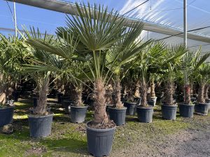 Palmier - Trachycarpus Fortunei - Palmier en éventail de Chine - Palmier à chanvre - 120-140 cm Pot compris - Hauteur du tronc 20-30 cm