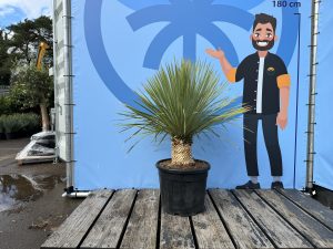 Yucca Rostrata - Palmier - Hauteur de tige 20/30 cm - 120 cm - Lys de palmier rustique