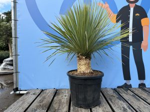 Yucca Rostrata - Palmier - Hauteur de tige 20/30 cm - 120 cm - Lys de palmier rustique