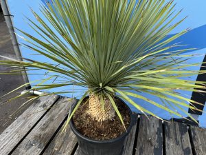 Yucca Rostrata - Palmier - Hauteur de tige 20/30 cm - 120 cm - Lys de palmier rustique