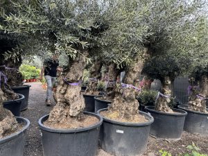 Olivier rustique à feuilles persistantes Bonsai - Olea Europea - 250 centimètres avec pot - 100 ans - A+