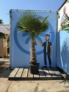 Palmier - Trachycarpus Fortunei - Palmier en éventail de Chine - Palmier à chanvre - 200-220 cm Pot compris - Hauteur du tronc 60-80 cm