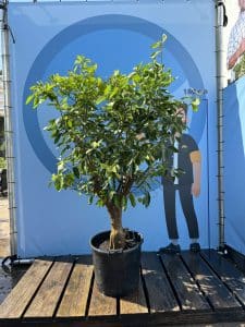 Citron vert, 20 ans, agrumes latifolia, fruit, 180 cm, produit A+