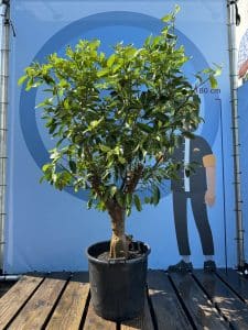 Citron vert, 20 ans, agrumes latifolia, fruit, 180 cm, produit A+
