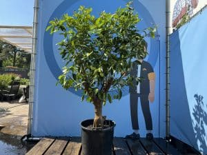 Citron vert, 20 ans, agrumes latifolia, fruit, 180 cm, produit A+